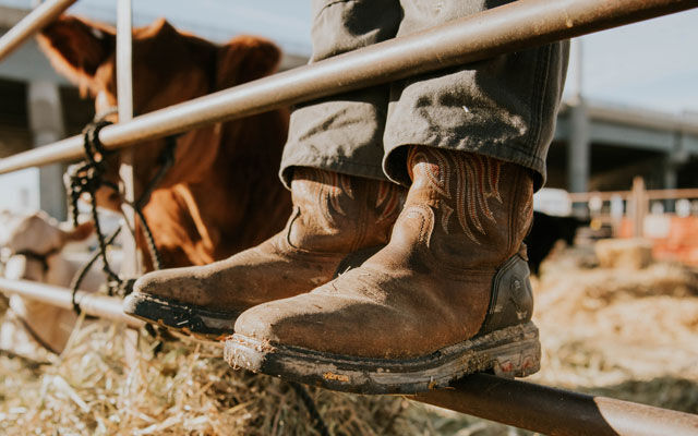 Work boots standing on a fence next to a cow.