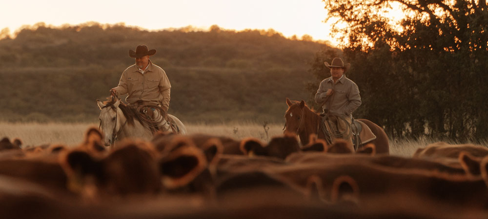 Hombres a caballo arreando ganado.