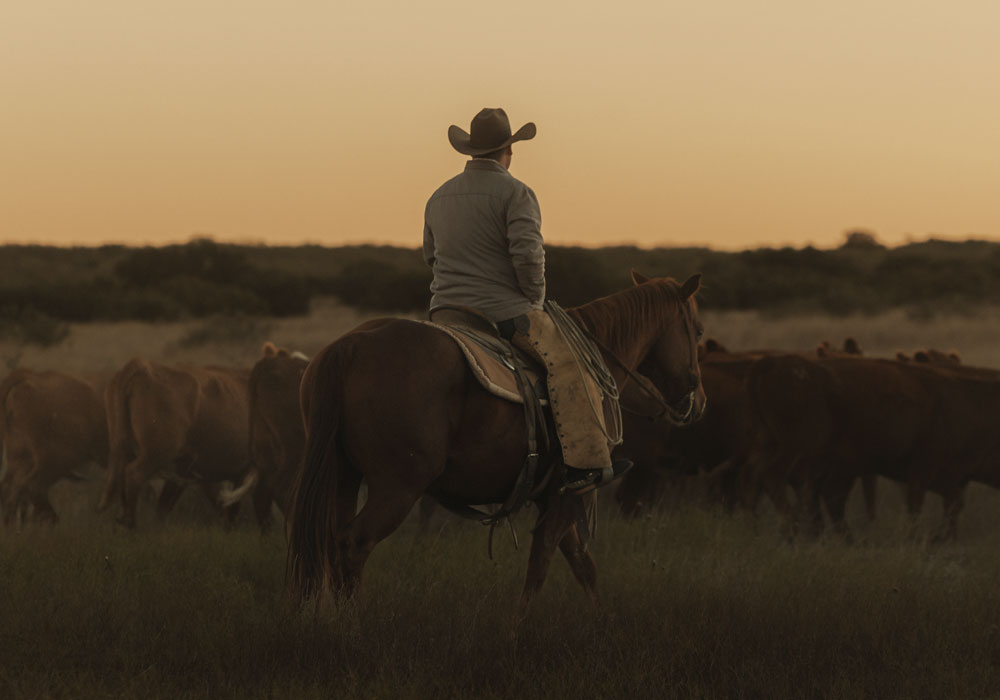 A cowboy on a horse wearing Justin Boots while Herding cattle.
