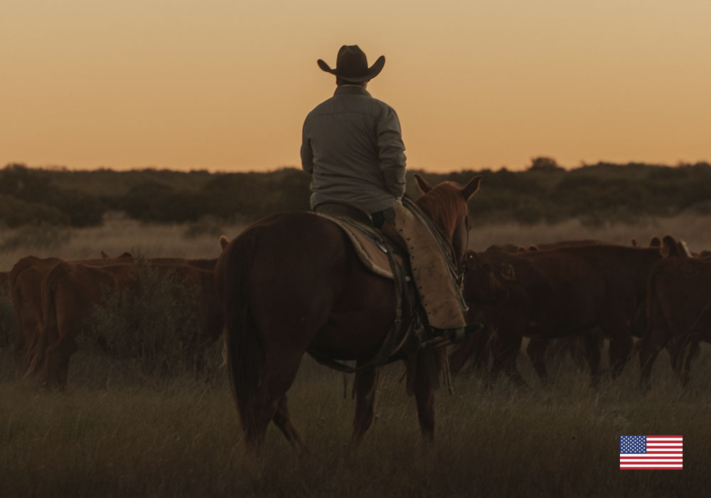 A man wearing a cowboy hat while sitting on a horse in a field of cattle with an American flag in the bottom right corner of the image.