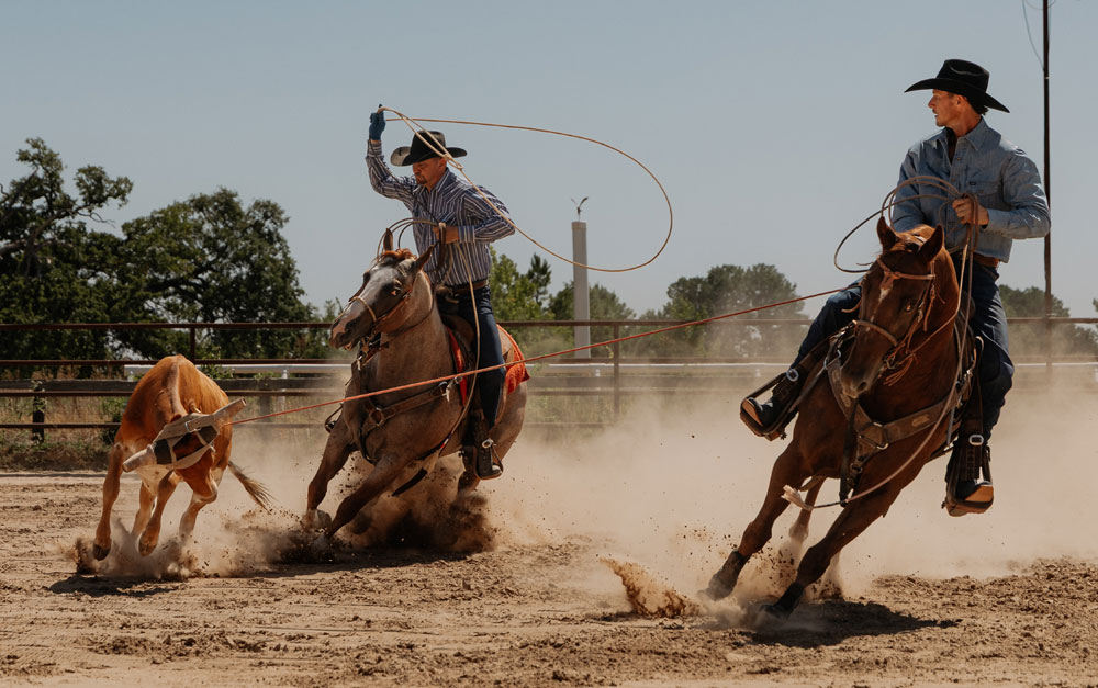 Cowboys on horses roping cattle.