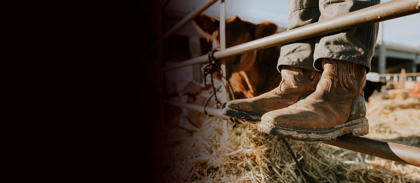 Work boots standing on a fence next to a cow.