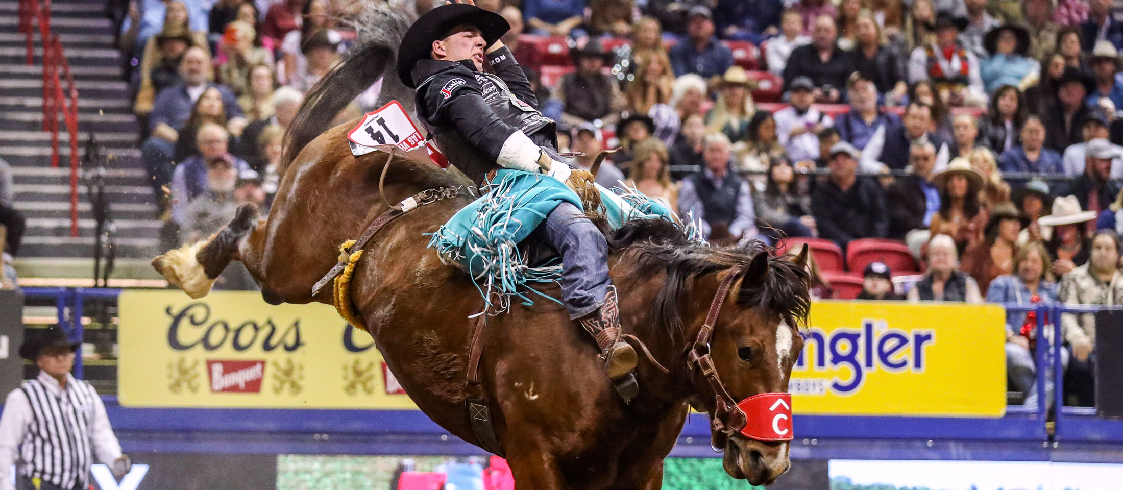 A Cowboy, Jess Pope, wearing turquoise fringe chaps with a black felt cowboy hat, riding a brown bareback bronc horse at the NFR with fans in the crowd.