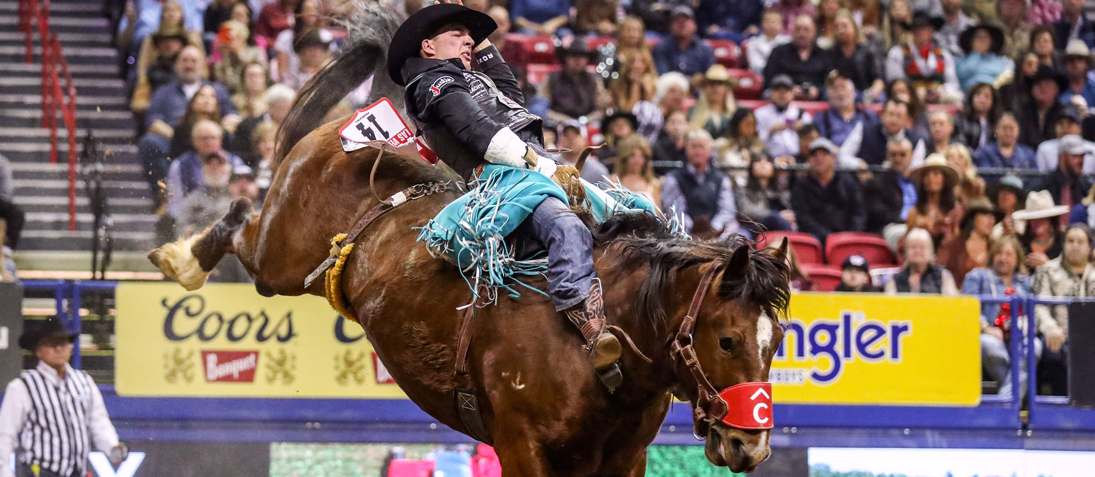 Un vaquero, Jess Pope, vestido con chaparreras con flecos turquesas y un sombrero de vaquero de fieltro negro, montando un caballo bronc marrón a pelo en la NFR con fanáticos entre la multitud.